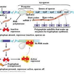 Operon promoter regulation trp prokaryotic inducible tryptophan repressible operons transcription genes repressor constitutive repressors mrna dna eukaryotic rna transcriptional coli