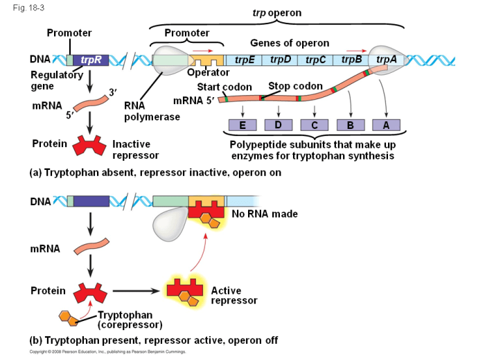 Operon promoter regulation trp prokaryotic inducible tryptophan repressible operons transcription genes repressor constitutive repressors mrna dna eukaryotic rna transcriptional coli