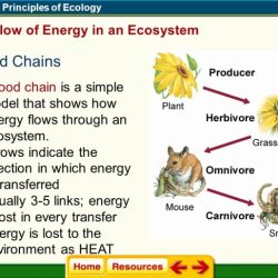 Principles of ecology worksheet answers