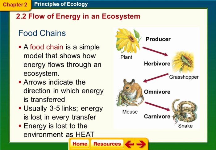 Principles of ecology worksheet answers