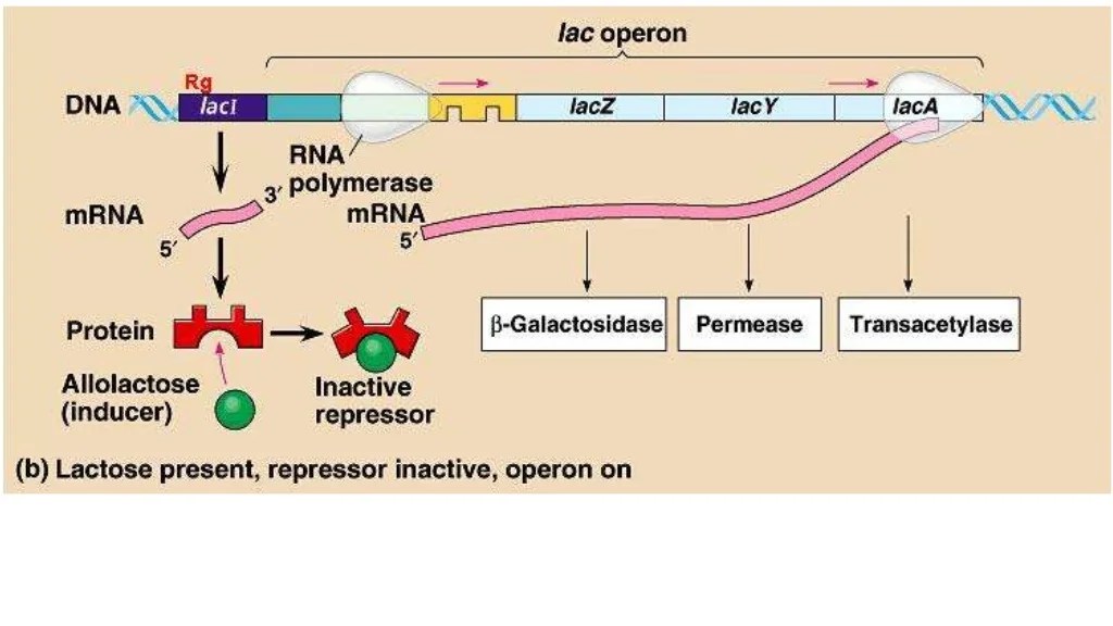 Which is incorrect about inducible operons