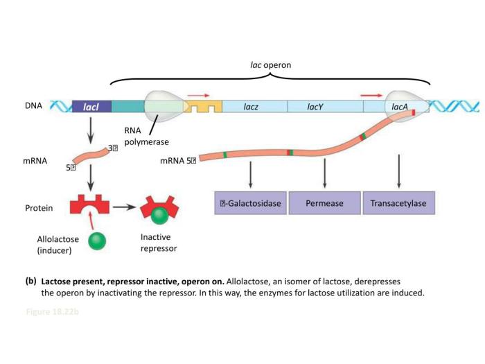 Which is incorrect about inducible operons