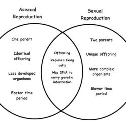 Sexual asexual venn comparing contrasting brainly complete