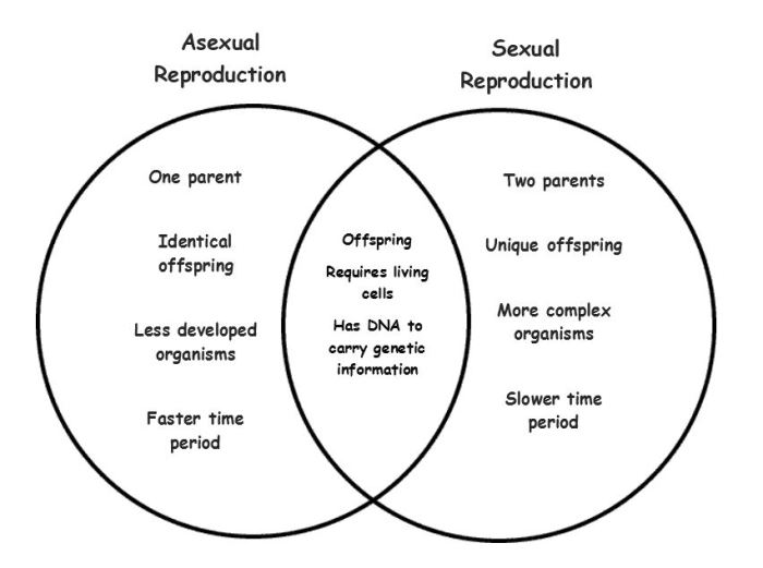 Sexual asexual venn comparing contrasting brainly complete