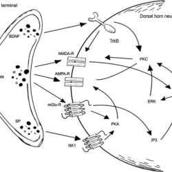 Which event occurs with the sensitizing dose of allergen