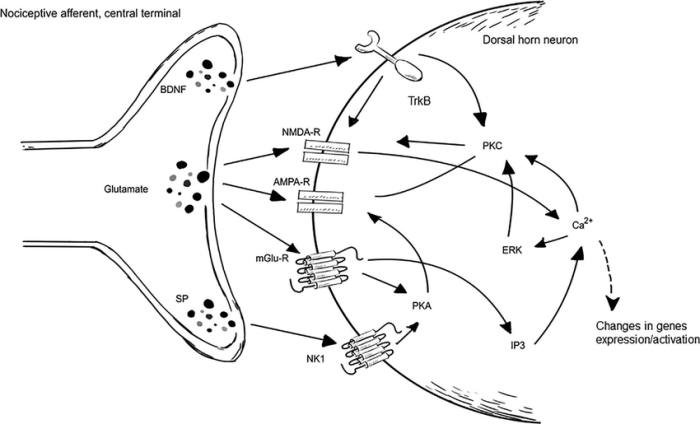 Which event occurs with the sensitizing dose of allergen