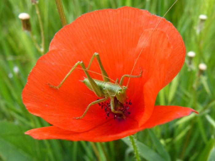 The grasshopper and the bell cricket summary