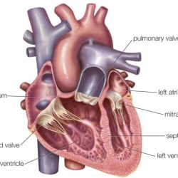 Heart atria anatomy function inner fill section