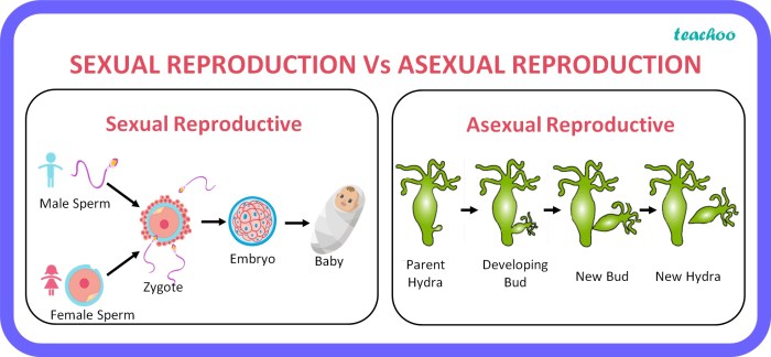 Sexual vs asexual reproduction venn diagram