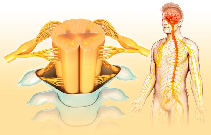 Peripheral sensitization intechopen